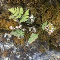 Aleuritopteris formosana