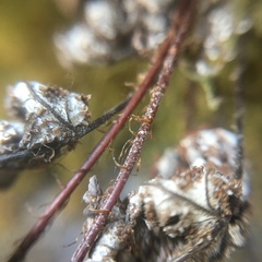 Aleuritopteris formosana