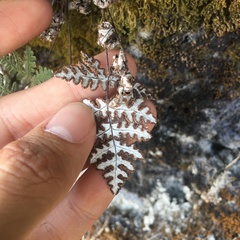 Aleuritopteris formosana