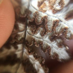 Aleuritopteris formosana