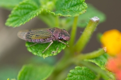 Oncometopia facialis