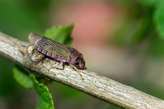 Oncometopia facialis