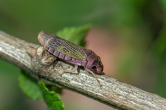 Oncometopia facialis