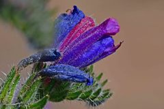Echium vulgare