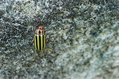 Disonycha plagifera