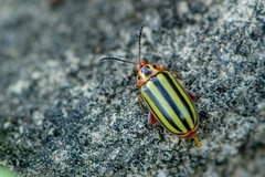 Disonycha plagifera