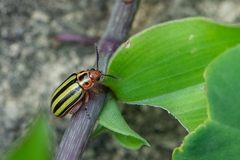 Disonycha plagifera