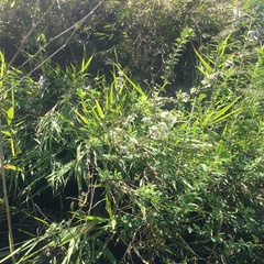 Spiraea prunifolia pseudoprunifolia