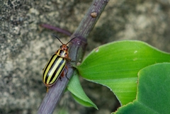 Disonycha plagifera