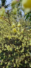 Corylopsis pauciflora