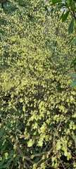 Corylopsis pauciflora