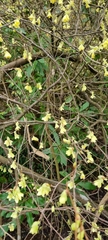 Corylopsis pauciflora