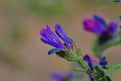 Echium vulgare