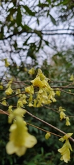 Corylopsis pauciflora
