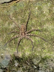 Heteropoda amphora