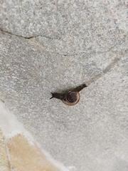 Macrochlamys kelantanensis