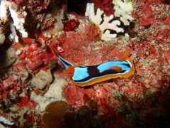 Chromodoris westraliensis