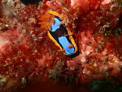 Chromodoris westraliensis