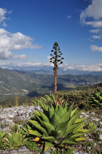 Agave gentryi
