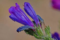 Echium vulgare