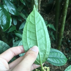 Pilea funkikensis