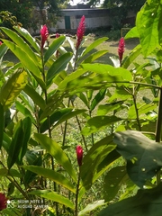 Alpinia purpurata