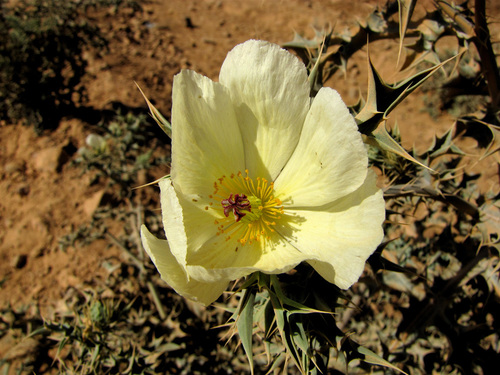 Mexican Poppy