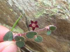 Brachystelma swazicum