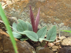 Brachystelma swazicum