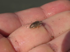 Cymothoida
