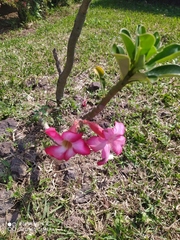 Adenium obesum