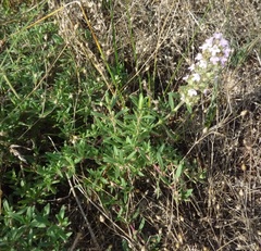 Thymus dimorphus