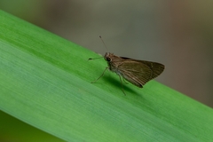 Cymaenes tripunctus theogenis