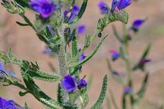 Echium vulgare