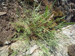 Rumex acetosella acetoselloides