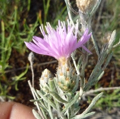 Centaurea besseriana