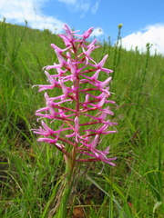 Disa nervosa