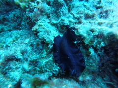 Nudipleura