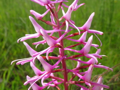 Disa nervosa