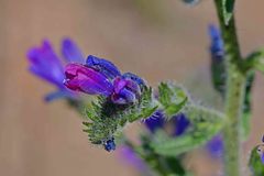 Echium vulgare