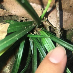 Carex sociata