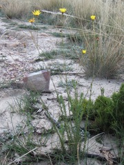 Ursinia punctata