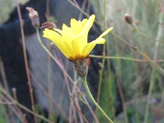 Ursinia punctata