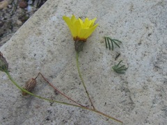 Ursinia punctata