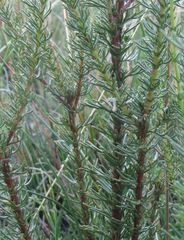 Ursinia punctata