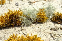 Ramalina australiensis