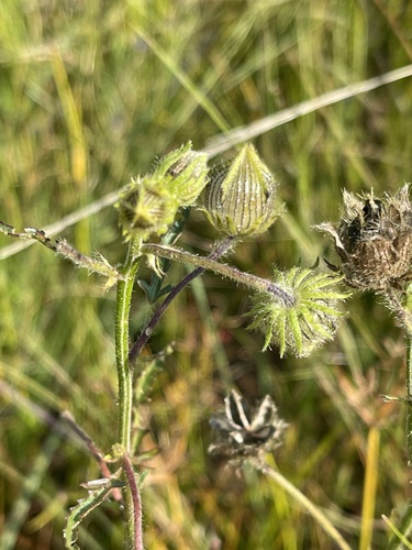 flower-of-an-hour