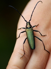 Aromia moschata moschata