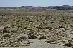 Ramalina australiensis