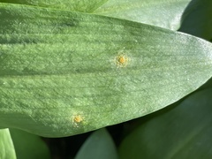 Puccinia sessilis